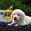 Image of Remington, a Golden Retriever puppy
