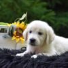 Image of Remington, a Golden Retriever puppy