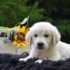 Image of Remington, a Golden Retriever puppy