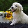 Image of Remi, a Golden Retriever puppy