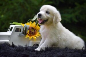 Image of Remington, a Golden Retriever puppy