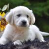 Image of Rex, a Golden Retriever puppy