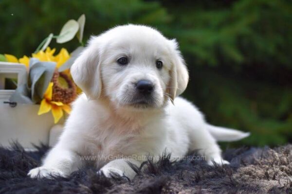 Image of Rex, a Golden Retriever puppy