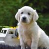 Image of Rex, a Golden Retriever puppy
