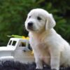 Image of Rex, a Golden Retriever puppy