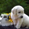 Image of Rex, a Golden Retriever puppy