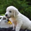 Image of Rex, a Golden Retriever puppy