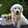 Image of Rex, a Golden Retriever puppy