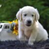 Image of Rex, a Golden Retriever puppy