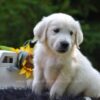 Image of Rex, a Golden Retriever puppy