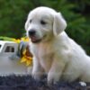 Image of Rex, a Golden Retriever puppy