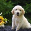 Image of Romeo, a Golden Retriever puppy