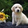Image of Romeo, a Golden Retriever puppy
