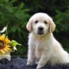 Image of Romeo, a Golden Retriever puppy