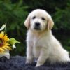 Image of Romeo, a Golden Retriever puppy