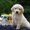 Image of Romeo, a Golden Retriever puppy