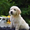 Image of Romeo, a Golden Retriever puppy