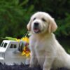 Image of Romeo, a Golden Retriever puppy