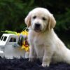 Image of Romeo, a Golden Retriever puppy