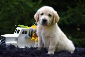 Image of Romeo, a Golden Retriever puppy
