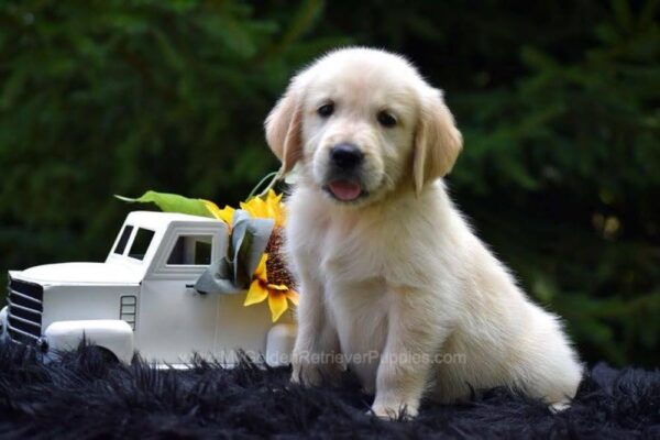Image of Romeo, a Golden Retriever puppy