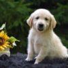 Image of Romeo, a Golden Retriever puppy