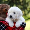 Image of Rover, a Golden Retriever puppy
