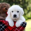 Image of Rover, a Golden Retriever puppy