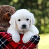 Image of Rover, a Golden Retriever puppy