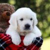 Image of Rover, a Golden Retriever puppy