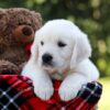Image of Rover, a Golden Retriever puppy