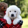 Image of Rover, a Golden Retriever puppy