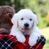 Image of Rover, a Golden Retriever puppy