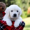 Image of Rover, a Golden Retriever puppy