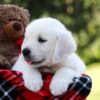 Image of Rover, a Golden Retriever puppy