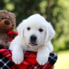 Image of Rufus, a Golden Retriever puppy