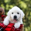 Image of Rufus, a Golden Retriever puppy