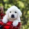 Image of Rufus, a Golden Retriever puppy