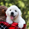 Image of Rufus, a Golden Retriever puppy