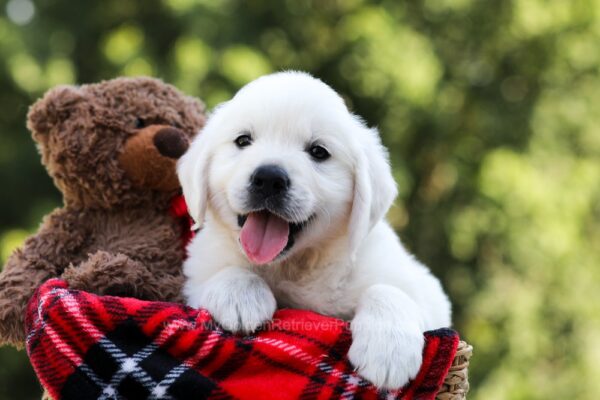Image of Rufus, a Golden Retriever puppy