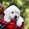 Image of Rufus, a Golden Retriever puppy