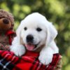 Image of Rufus, a Golden Retriever puppy