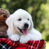 Image of Rufus, a Golden Retriever puppy
