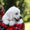 Image of Rufus, a Golden Retriever puppy