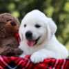 Image of Rufus, a Golden Retriever puppy