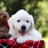 Image of Rufus, a Golden Retriever puppy
