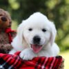 Image of Rufus, a Golden Retriever puppy