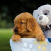 Image of Sadie, a Golden Retriever puppy
