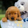 Image of Sadie, a Golden Retriever puppy