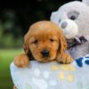 Image of Sadie, a Golden Retriever puppy